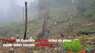 Mujeres de Guerrero plantan miles de pinos donde antes crecían amapolas [upl. by Neroled]