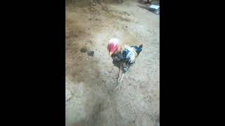 aseel murga mart hen aseel murga channel [upl. by Aikas]