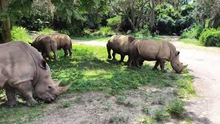 Kilimanjaro Safaris Animal Kingdom Park [upl. by Airbmak105]