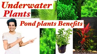 Best Pond Plants To Reduce Algae and Clear Green Water  Underwater Plants  Plants Benefits [upl. by Akiehs]