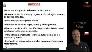 ¿Dónde actúan las auxinas [upl. by Anavlys]