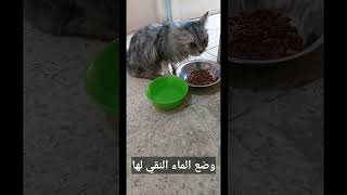 كيف يمكن مساعده قطتك علي التعافي من مرض الطاعون How 🤔 to help your cat recover from panleukopenia [upl. by Libenson]