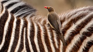 Natures Perfect Partnership Zebra and Oxpecker Bond [upl. by Morette]