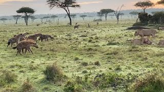 Young male lion protects his siblings from a hyena clan [upl. by Xantha]