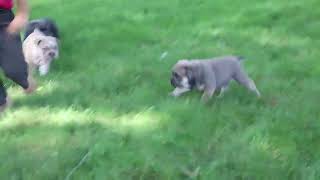 Olde English Bulldogge Puppies For Sale [upl. by Dambro353]