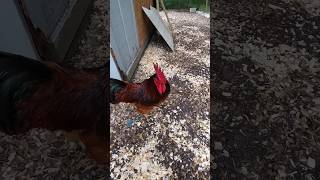 Why Get A Rhode Island Red Rooster [upl. by Straus]