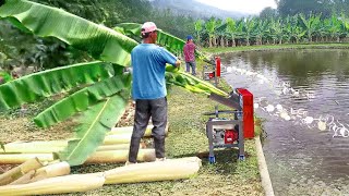 Cheapest Solution They Found to Feed Millions of Fish in Massive Pond [upl. by Furie]