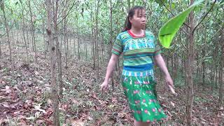 Primitive Life  Farm Life Finding Food in the rainforest meet forest people  free bushcraft [upl. by Kirwin]