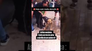 COMO FAZER UM CACHORRO SOLTAR OUTRO NUMA BRIGA pets adestramento cachorro memes cachorros [upl. by Quenby]