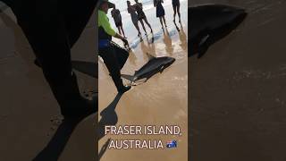 Fraser Island Shark Australia shark australia beach fraserisland fishing sea travel explore [upl. by Egerton]