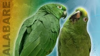 Amazing Viral Singing parrots  Truly remarkable they way they sing as a duo [upl. by Arjan266]