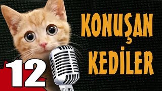 Konuşan Kediler 12  En Komik Kedi Videoları [upl. by Nohsal672]