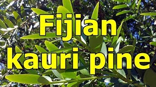 Fijian kauri pine Agathis macrophylla HD Video 01 [upl. by Metah]