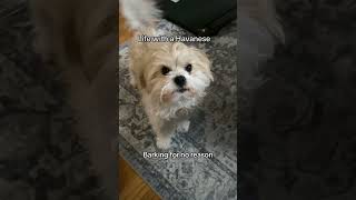 Life with Havanese Dogs [upl. by Aivle]