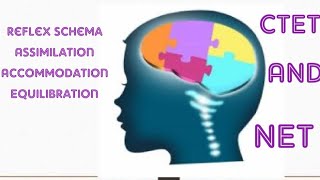 Reflex Schema Assimilation Accommodation and Equilibration [upl. by Eedyah]