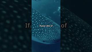 Whale Sharks Age Secrets Unveild [upl. by Nylear]