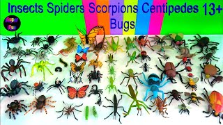 Insects Spider Scorpion Centipede Beetle Butterfly Bugs Arthropods 13 [upl. by Ahsi]