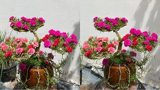 How to Make a Simple and Beautiful Natural Portulaca Grandiflora  Moss Rose Bonsai [upl. by Oht]