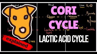 Lactate cycle Cori cycle LDH function The logic of Lactic acid cycle Biochemistry for Step 1 [upl. by Hugo148]