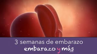 3 semanas de embarazo  Primer mes  EMBARAZOYMAS [upl. by Sokcin173]