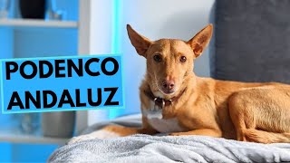 Podenco Andaluz  Andalusian Hound  TOP 10 Interesting Facts [upl. by Emile]