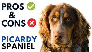 Picardy Spaniel Dog Pros and Cons  Épagneul Picard Advantages and Disadvantages [upl. by Kraul516]