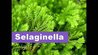 Selaginella  Basic information [upl. by Jasper]