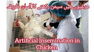 AI in PoultryAI in ChickenArtificial Insemination in Chicken ProcedureAI in poultry farming [upl. by Atiseret438]