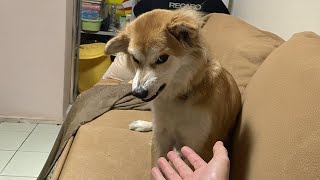 Funny DOGS were probably having a Ruff Day 😂 Best Funny Animals Videos [upl. by Anorahs]