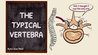 The Typical Vertebra  Parts  The Vertebral Column  Bones  Osteology  Anatomy Doodles [upl. by Yamauchi449]