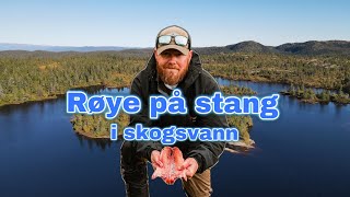 Røye på stang i skogsvann [upl. by Ecirtnuahs]