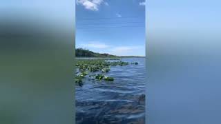 Airboat ride Florida [upl. by Besse194]