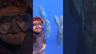 This Man has Balls of Steel Sperm Whales Are So Loud They Sonic Boom😳🔊 whale animals [upl. by Lilli]