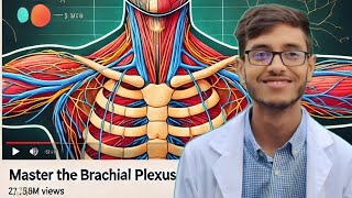 Brachial Plexus  Nerve supply of upper limb  Superior extremities  Anatomy bangla lecture [upl. by Anahtor]