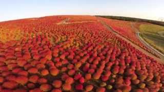 The aerial view of Kochia Carnival taken with a drone  ひたちなか海浜公園のコキア [upl. by Assirialc]