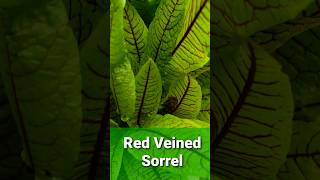 Red Veined Sorrel Edible amp Ornamental [upl. by Alaj]