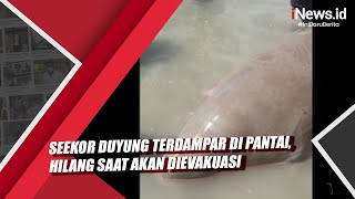 Seekor Duyung Terdampar di Pantai Hilang Saat Akan Dievakuasi [upl. by Dnalsor]