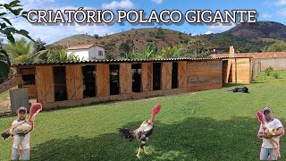 CRIATÓRIO POLACO GIGANTE  PREPARANDO PARA A TEMPORADA 2024 [upl. by Ilohcin]