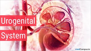 Embryology Urogenital System [upl. by Bilat668]