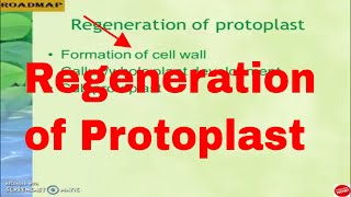 Regeneration of protoplast [upl. by Finnigan]