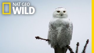 Silent Snowy Owl Attack  Alaskas Deadliest [upl. by Wehhtam]