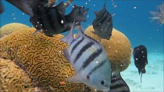 Daytime Brain Coral Spawning [upl. by Anined]