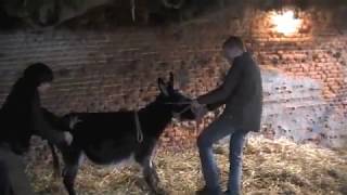 Donkeys behaving not so good and their farrier [upl. by Seyah823]