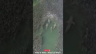 Sharks swim through a massive school of fish near Bridgehampton New York viral youtubeshorts [upl. by Ahsuas]