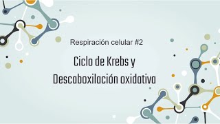 Ciclo de Krebs y descarboxilación oxidativa Respiración celular 2 [upl. by Ranie]