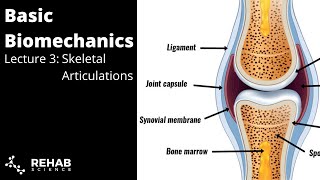 Biomechanics Lecture 3 Skeletal Articulations [upl. by Yasmine]