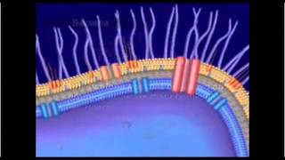 Mecanismo De Resistencia Bacteriana [upl. by Sauder]