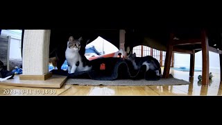 Ripple Rug and a Fort for the kittens Kitten Academy Oct 11th [upl. by Rawde582]