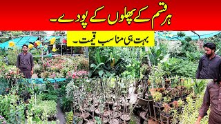 Plant Nursery Lahore Plants Indoor Outdoor Flower Vegetable Plant Fruit Trees Wholesale Market Voice [upl. by Fae]