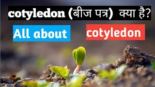 what is cotyledon in hindi all about cotyledon meaning of cotyledon bijpatra kya hota h [upl. by Ailed780]